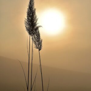 grass, silhouette, sun