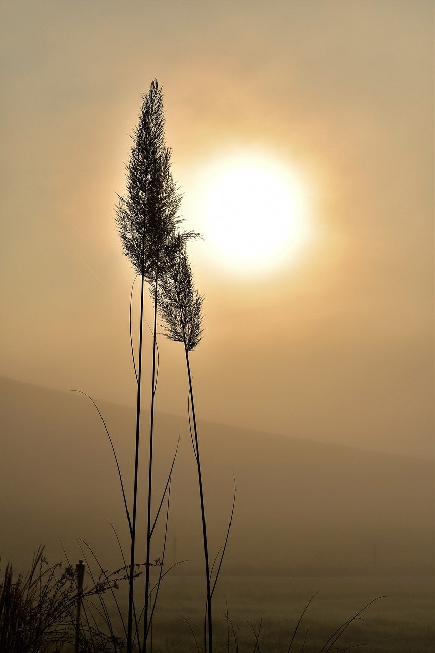 grass, silhouette, sun